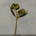 Helianthemum squamatum Flor