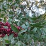 Pistacia lentiscus Fruit