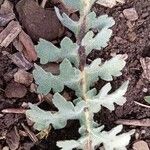 Glaucium flavum Blatt