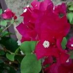 Bougainvillea spectabilis Flower