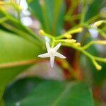 Alstonia lenormandii 花