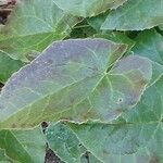 Epimedium perralderianum Leaf