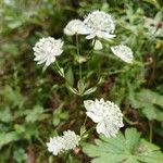 Astrantia minor फूल