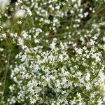 Galium saxatileFiore