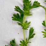 Alchemilla arvensis Leaf