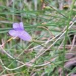 Wahlenbergia hederacea Flor