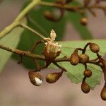 Piliostigma thonningii Λουλούδι