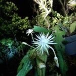 Epiphyllum phyllanthus Кветка