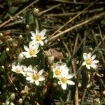 Lewisia pygmaea Hàbitat