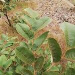 Annona senegalensis Leaf