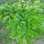Caesalpinia echinata Hoja