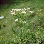 Pleurospermum austriacum 花