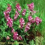 Vicia cusnae Vekstform