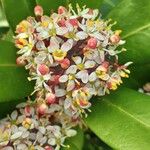 Skimmia japonica Blüte