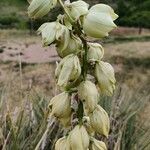 Yucca glauca Flor