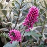 Veronica × andersonii Flower
