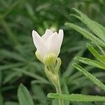 Choisya ternata Flower