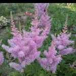 Astilbe japonica Beste bat