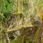 Kalanchoe lanceolata ᱥᱟᱠᱟᱢ