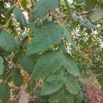 Koelreuteria paniculata Leaf