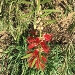 Callistemon viminalis Blomma