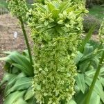 Eucomis pallidiflora Flower