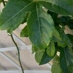 Passiflora edulis Folla