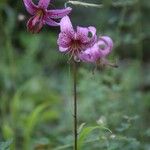 Lilium martagonBlomst