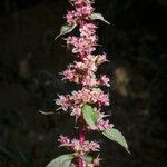 Amaranthus torreyi Цвят