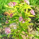 Spiraea japonica Hábitos