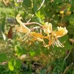 Lonicera etruscaᱵᱟᱦᱟ