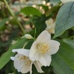 Philadelphus coronariusЦвят