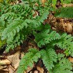 Pedicularis canadensis 葉