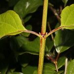 Viburnum venustum Hoja