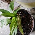 Philodendron martianum List