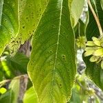 Camptotheca acuminata Blatt