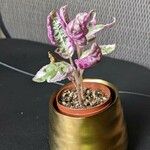 Strobilanthes alternata Leht