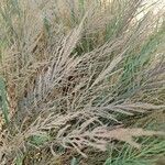 Leptochloa fusca 果實