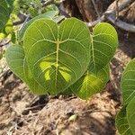Ficus populifolia Leaf