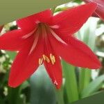 Hippeastrum reginaeFlor