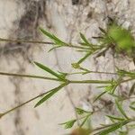Silene apetala Ekosanga
