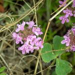 Thymus praecoxКветка