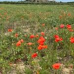 Papaver setiferumപുഷ്പം