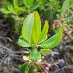 Kalmia angustifolia Folla