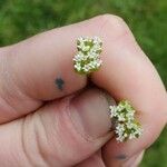 Valeriana woodsiana Flower