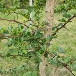Limonia acidissima Folha