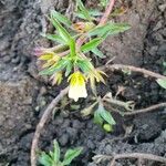 Ludwigia adscendens Sonstige