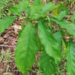 Rauvolfia mannii Leaf