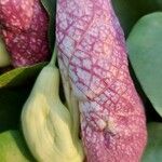 Aristolochia littoralis Flower