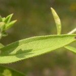 Trichostema brachiatum Folha